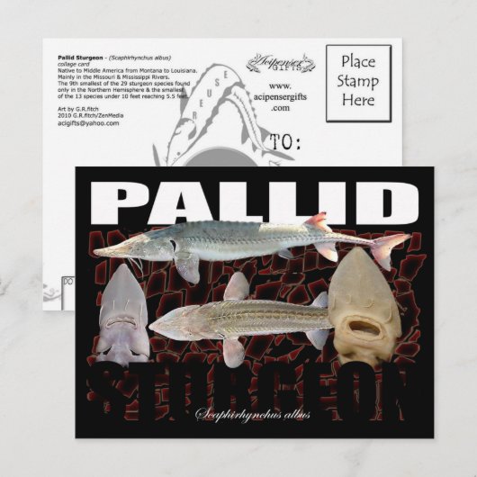 Pallid Sturgeon-Collage-Postcard Postkarte (Vorne/Hinten)