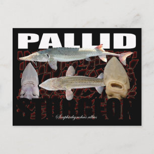 Pallid Sturgeon-Collage-Postcard Postkarte