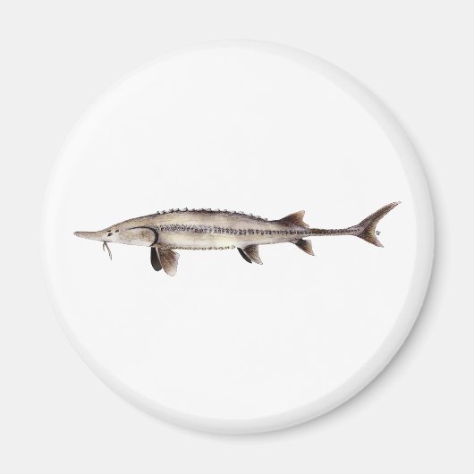 Pallid Sturgeon - Scaphirhynchus albus Magnet (Vorne)