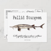 Pallid-White-Postcard Postkarte (Vorne/Hinten)