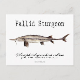 Pallid-White-Postcard Postkarte