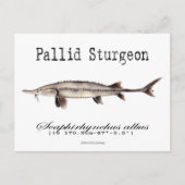 Pallid-White-Postcard Postkarte (Vorderseite)