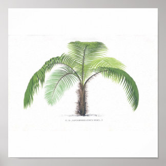 Palm-Abbildung III-Sammlung Poster