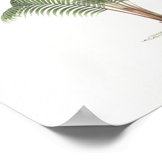 Palm-Abbildung Poster (Ecke)