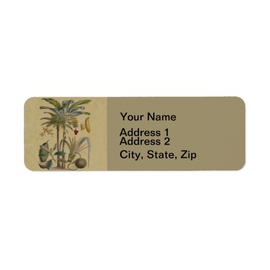 Palm Antique Tropical Frucht Botanische Kunst (Vorne)