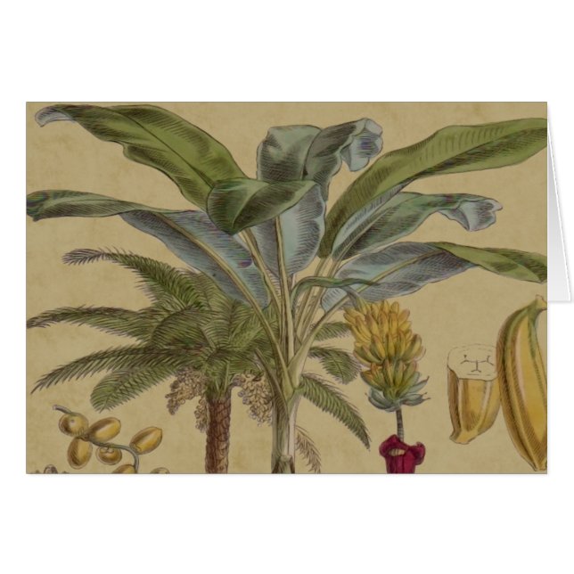 Palm Antique Tropical Frucht Botanische Kunst (Vorderseite (Horizontal))