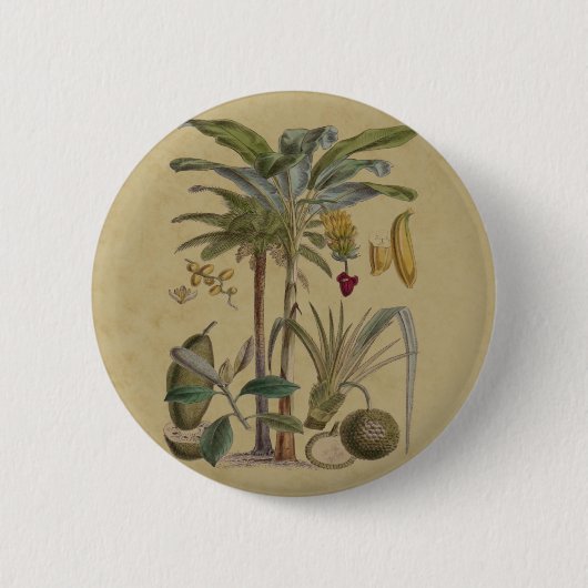 Palm Antique Tropical Frucht Botanische Kunst Button (Vorderseite)