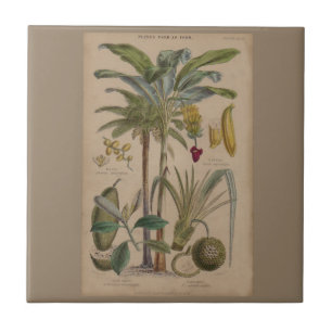 Palm Antique Tropical Frucht Botanische Kunst Fliese