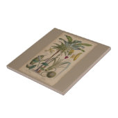 Palm Antique Tropical Frucht Botanische Kunst Fliese (Seite)