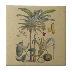 Palm Antique Tropical Frucht Botanische Kunst Fliese