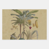 Palm Antique Tropical Frucht Botanische Kunst Geschenkpapier Set (Vorderseite)