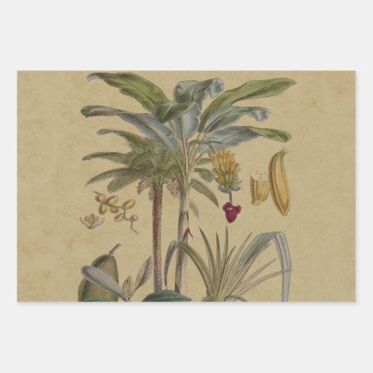 Palm Antique Tropical Frucht Botanische Kunst Geschenkpapier Set (Vorderseite)