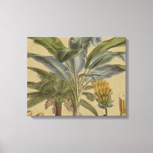Palm Antique Tropical Frucht Botanische Kunst Leinwanddruck (Vorderseite)