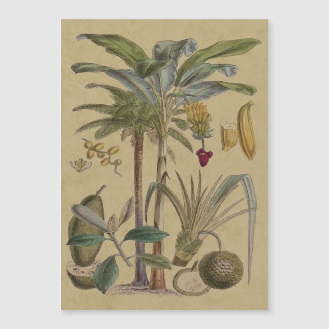 Palm Antique Tropical Frucht Botanische Kunst Magnetkarte (Vorderseite)