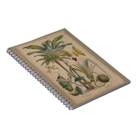 Palm Antique Tropical Frucht Botanische Kunst Notizblock (Rechte Seite)
