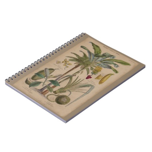 Palm Antique Tropical Frucht Botanische Kunst Notizblock (Linke Seite)
