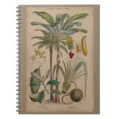 Palm Antique Tropical Frucht Botanische Kunst Notizblock (Vorderseite)