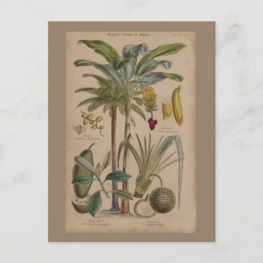Palm Antique Tropical Frucht Botanische Kunst Postkarte (Vorderseite)