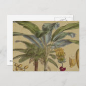 Palm Antique Tropical Frucht Botanische Kunst Postkarte (Vorne/Hinten)