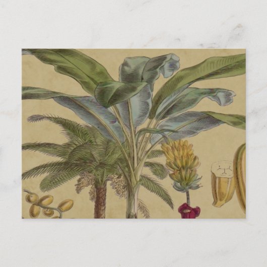 Palm Antique Tropical Frucht Botanische Kunst Postkarte (Vorderseite)