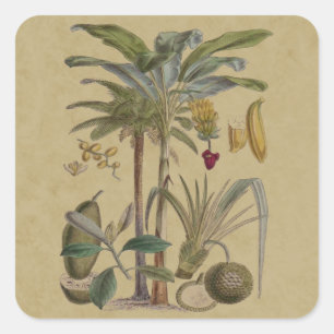 Palm Antique Tropical Frucht Botanische Kunst Quadratischer Aufkleber