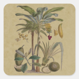 Palm Antique Tropical Frucht Botanische Kunst Quadratischer Aufkleber