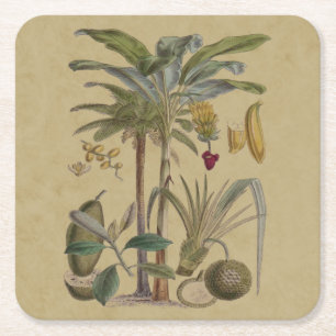 Palm Antique Tropical Frucht Botanische Kunst Rechteckiger Pappuntersetzer