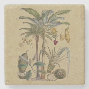Palm Antique Tropical Frucht Botanische Kunst Steinuntersetzer