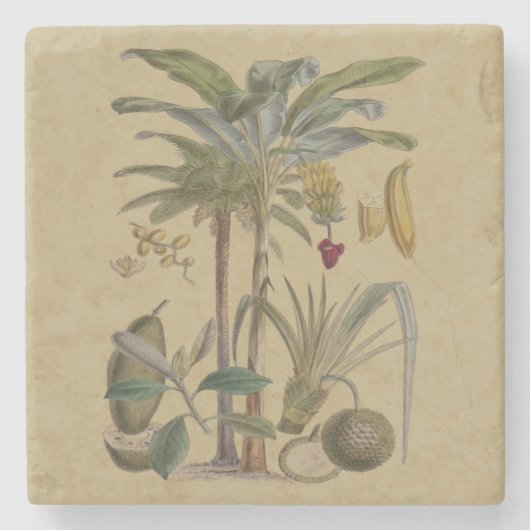 Palm Antique Tropical Frucht Botanische Kunst Steinuntersetzer (Vorderseite)