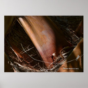 Palm Bark Poster
