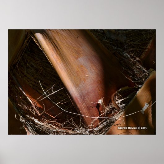 Palm Bark Poster (Vorne)