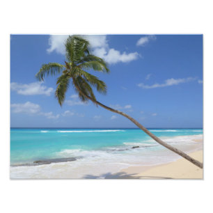 Palm-Baumstrand Fotodruck