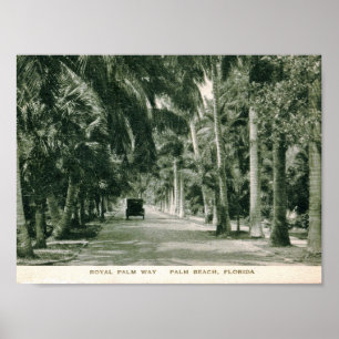 Palm Beach, Florida, königliche Palmen-Weise Poster