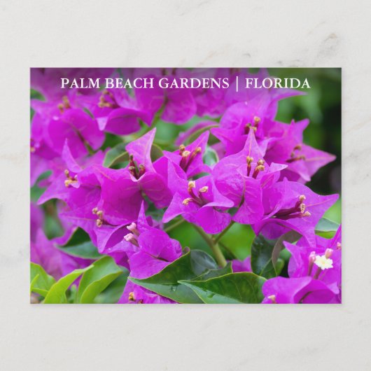 Palm Beach Gardens Florida Postkarte (Vorderseite)