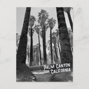Palm Canyon California in Schwarz und Weiß Postkarte