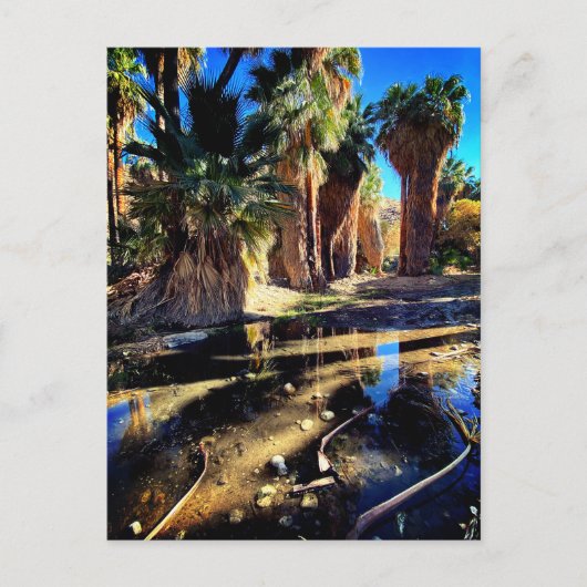 Palm Canyon California Postkarte (Vorderseite)