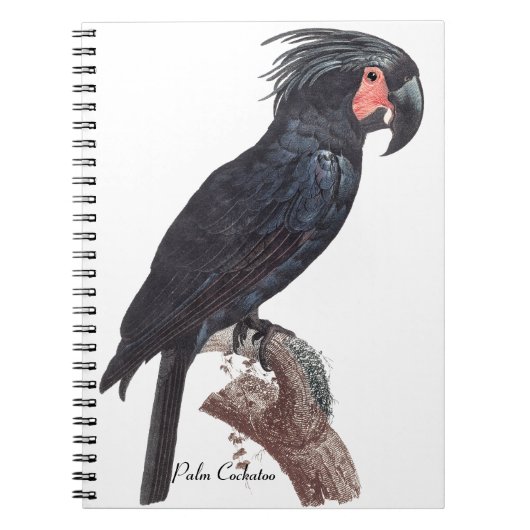 Palm Cockatoo, Probosciger aterrimus Notizblock (Vorderseite)