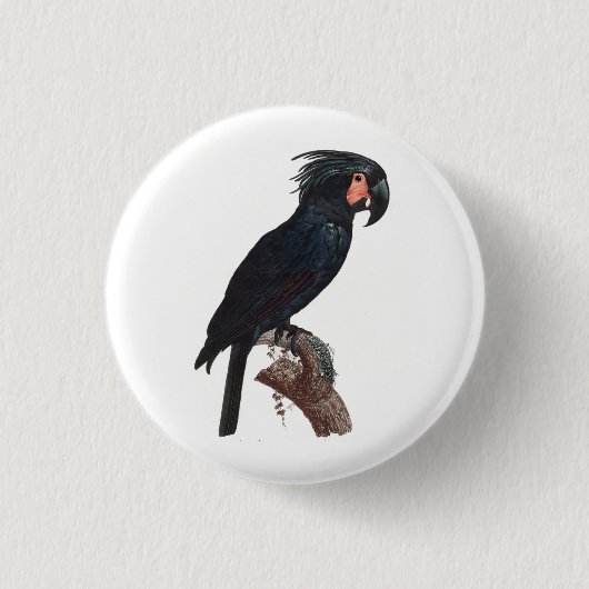 Palm Cockatoo, Probosciger aterrimus Parrot Button (Vorderseite)