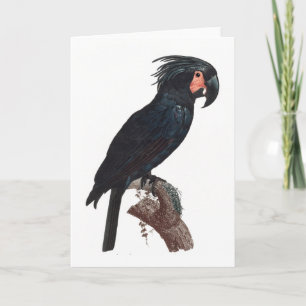 Palm Cockatoo, Probosciger aterrimus Parrot Karte