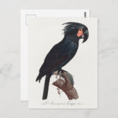Palm Cockatoo, Probosciger aterrimus Parrot Postkarte (Vorne/Hinten)