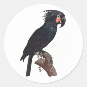Palm Cockatoo, Probosciger aterrimus Parrot Runder Aufkleber
