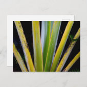 Palm Fan Postkarte (Vorne/Hinten)