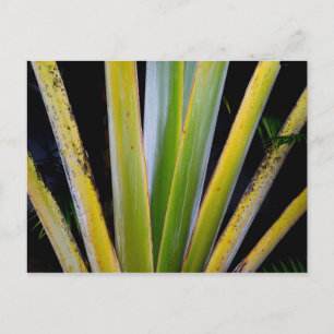 Palm Fan Postkarte