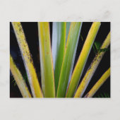 Palm Fan Postkarte (Vorderseite)