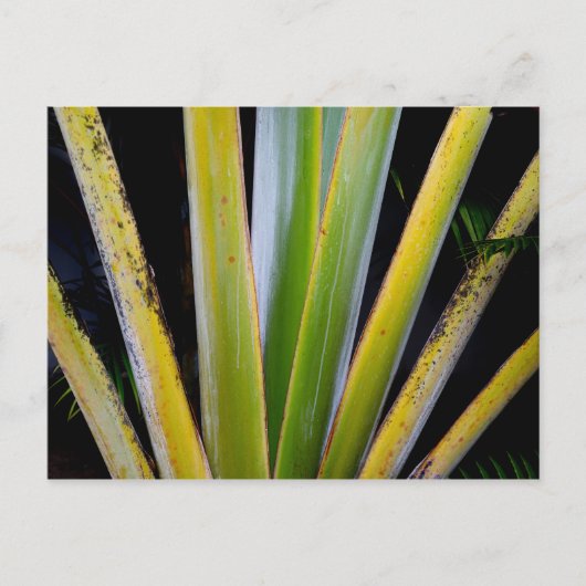 Palm Fan Postkarte (Vorderseite)