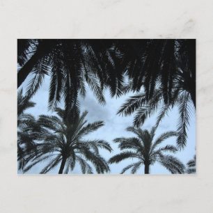 Palm Fill Sky Postkarte