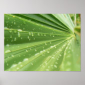 Palm Frond Poster (Vorne)