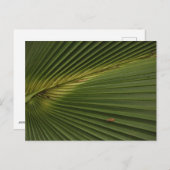Palm Frond Postkarte (Vorne/Hinten)