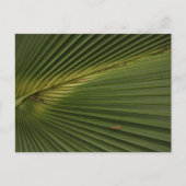 Palm Frond Postkarte (Vorderseite)