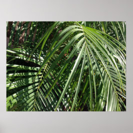 Palm Fronds Kunstfotografie Poster